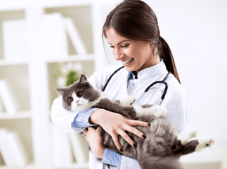 Stérilisation chatte